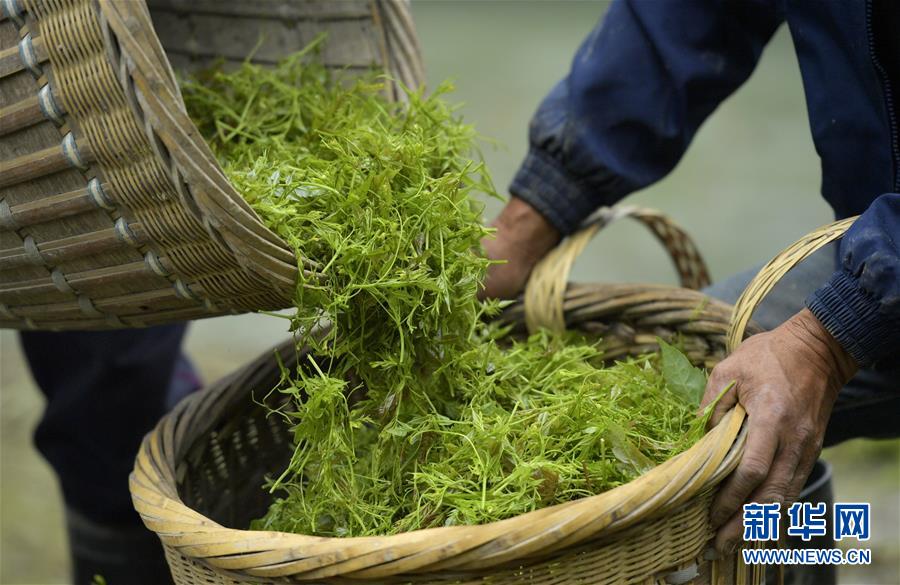 土家“藤茶”——藤蔓揉成的山間美味