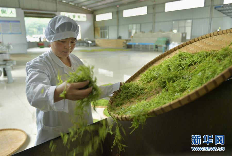 土家“藤茶”——藤蔓揉成的山間美味