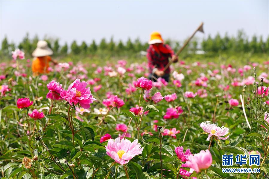 山東即墨：“農旅”芍藥富民增收