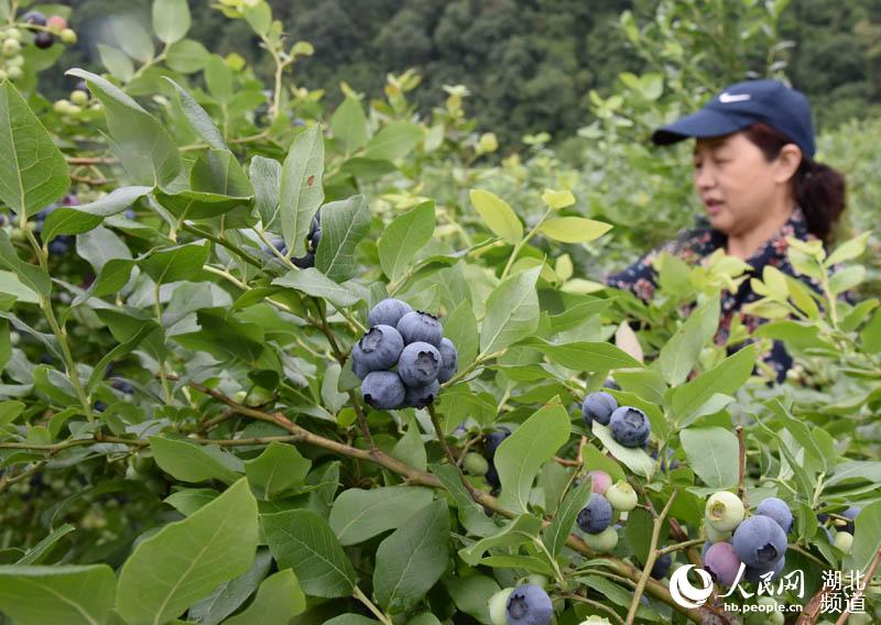 湖北保康：藍莓熟了 農民樂了