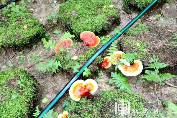 亞布力調整産業結構 發展森林生態旅遊業