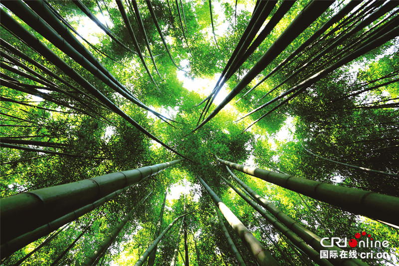 發無邊欄【CRI專稿 列表】梁平百里竹海6月8日盛大開園 系列文旅活動熱鬧非凡