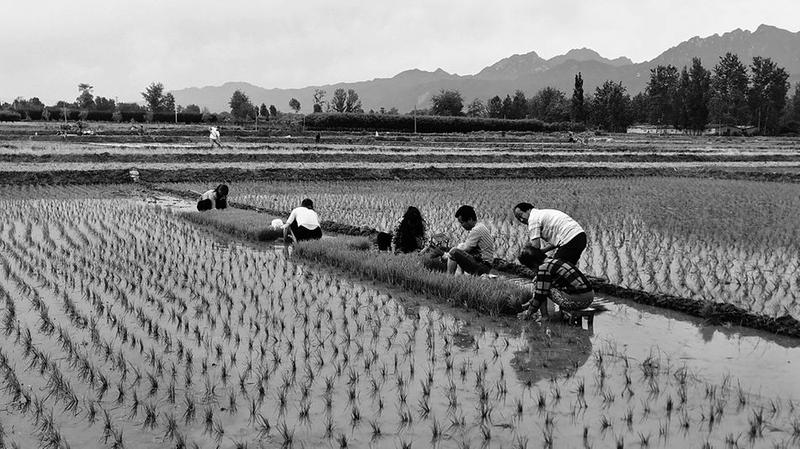 【三秦大地 西安】長安千畝水田現秦嶺北麓