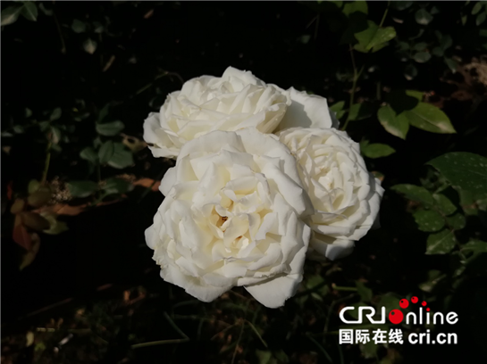 【三秦大地 西安+移動列表】西安休閒旅遊新去處 長安區玫瑰小院開園