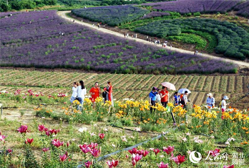 湖北十堰：花開鄖陽遊客來