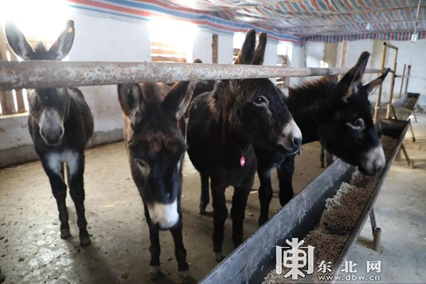 牡丹江林口林管局“森林驢”養殖項目成功