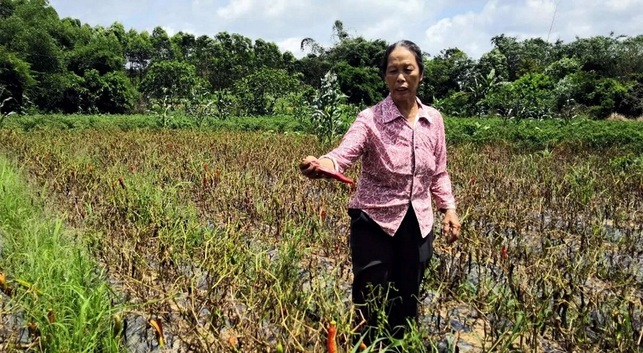 【八桂大地、八桂大地欽州】廣西:辣椒豐收卻遇滯銷 萬畝尖椒無人收 【八桂大地、八桂大地欽州】廣西:辣椒豐收卻遇滯銷 萬畝尖椒無人收