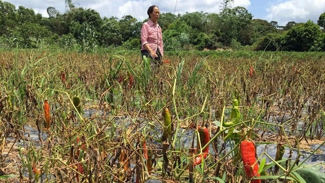 【八桂大地、八桂大地欽州】廣西:辣椒豐收卻遇滯銷 萬畝尖椒無人收 【八桂大地、八桂大地欽州】廣西:辣椒豐收卻遇滯銷 萬畝尖椒無人收