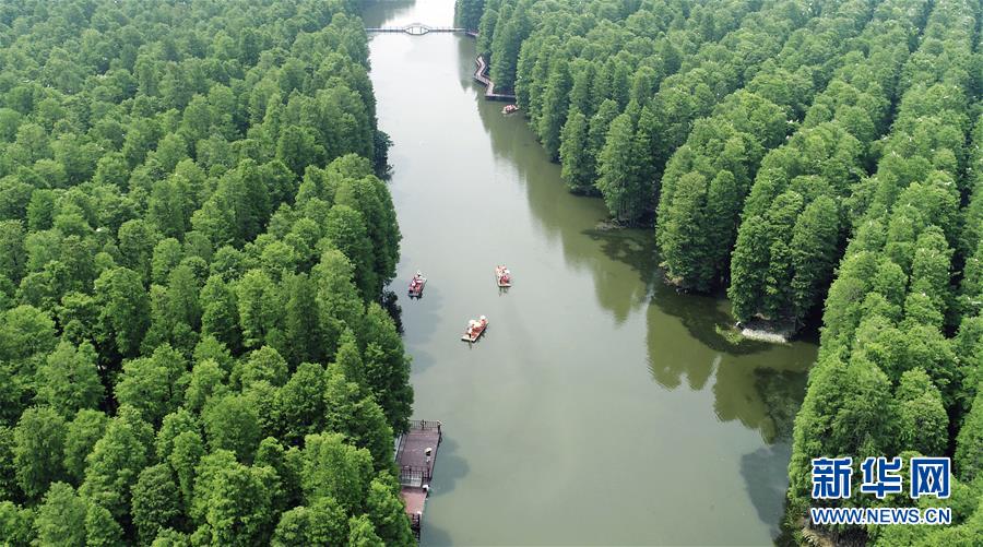 江蘇興化：“水上森林”畫中游