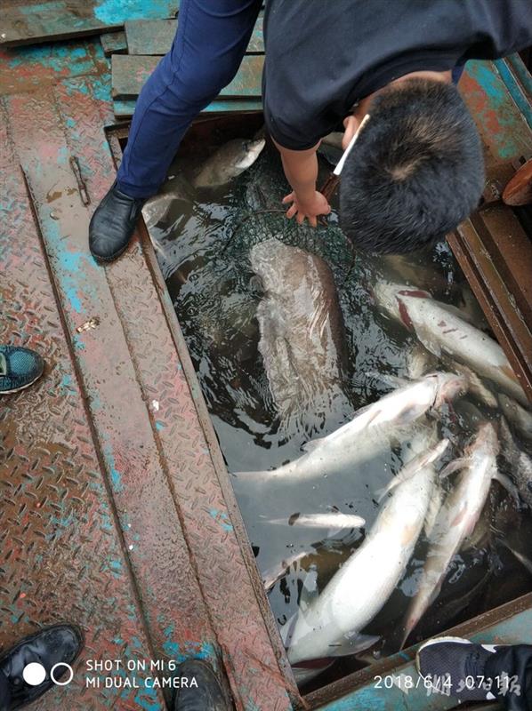 湖北查獲近年最大一起非法捕撈案