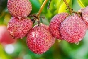 中國無核荔枝“出海”