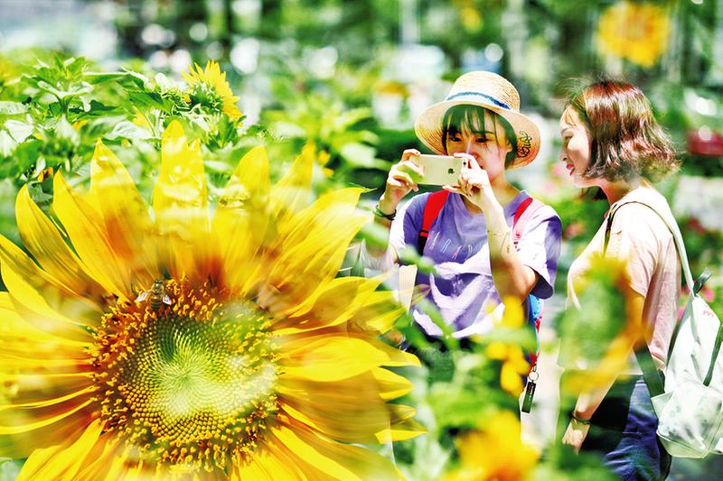 【焦點圖 顯示圖在稿件最下方＋三秦大地 西安】3000余株向日葵擺放樹池創意座椅 南大街鬧中取靜拼顏值