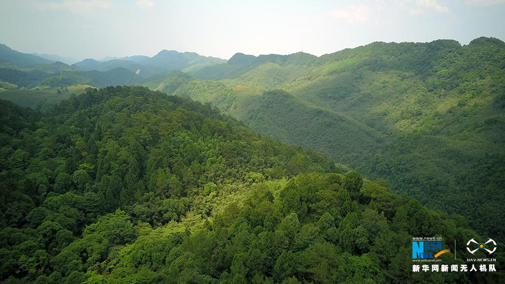 【渝情渝景】滿眼翠綠滿山竹 鳥瞰重慶梁平百里竹海