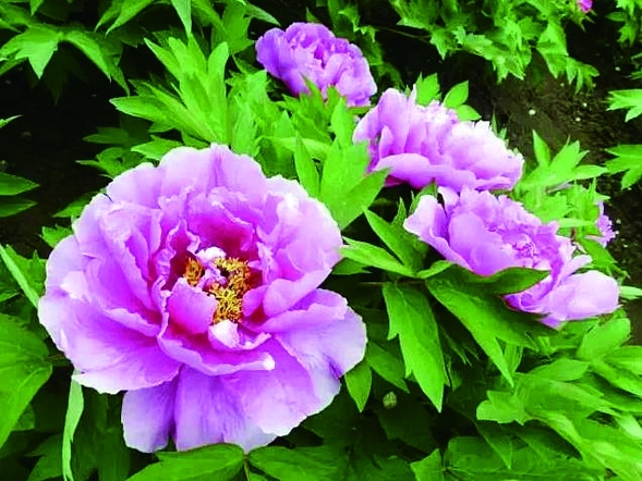 端午踏青 省森林植物園7點開園