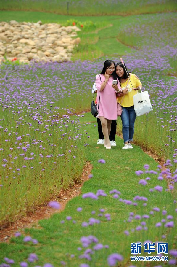 貴州甕安：荒坡變花海 美景引客來