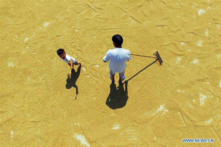 Farmers dry wheat in China's Hebei