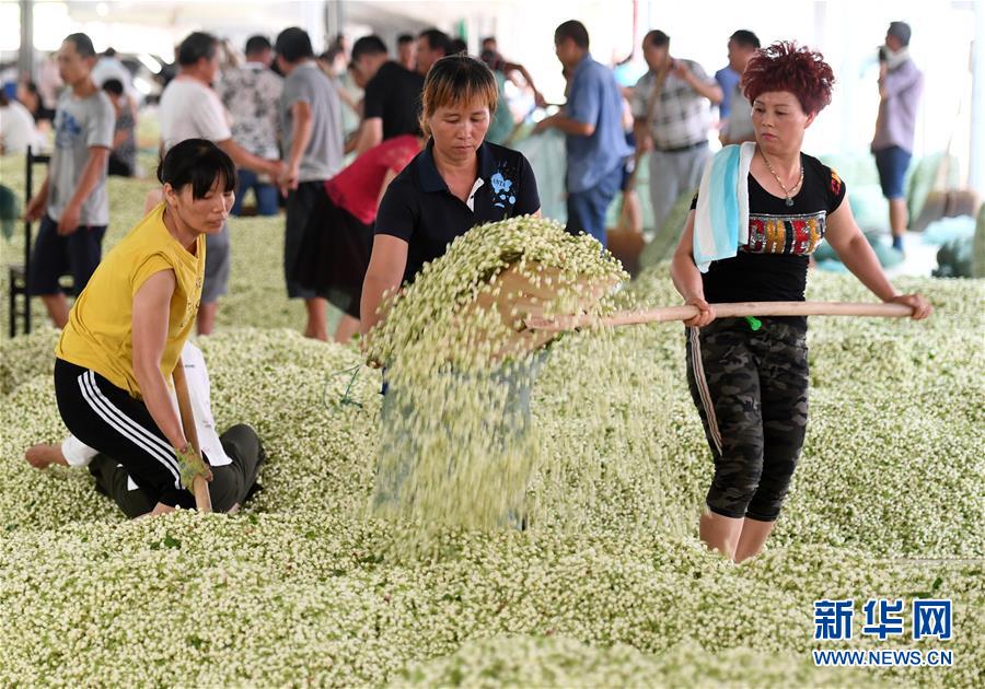 “中國茉莉之鄉”茉莉花全面上市