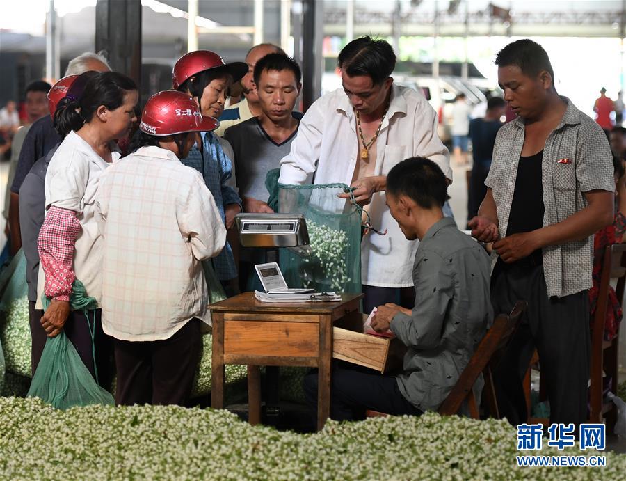 “中國茉莉之鄉”茉莉花全面上市