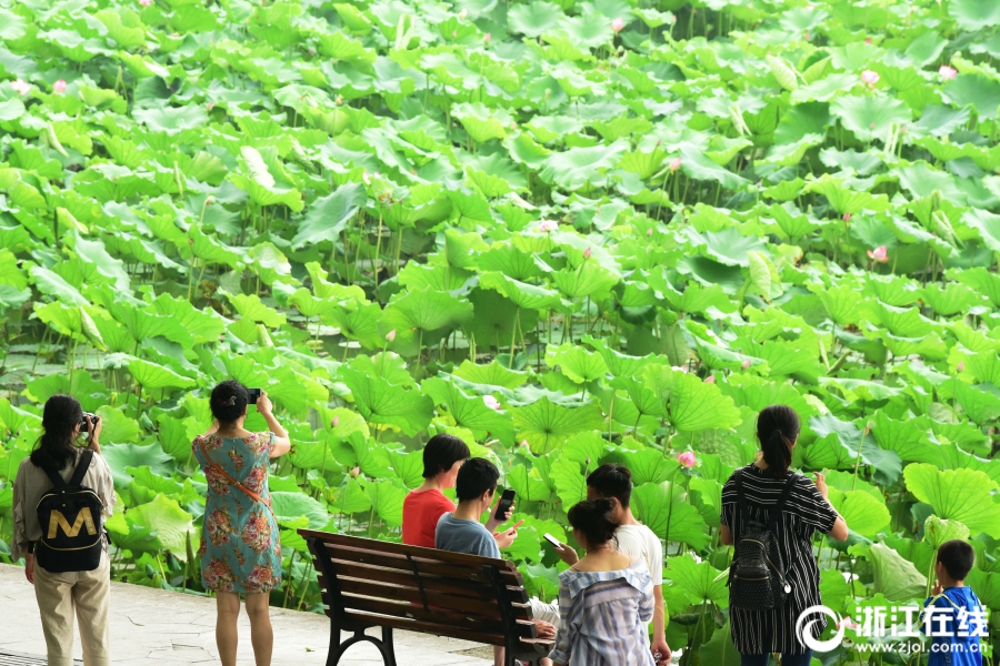 杭州：梅雨暫歇好賞荷