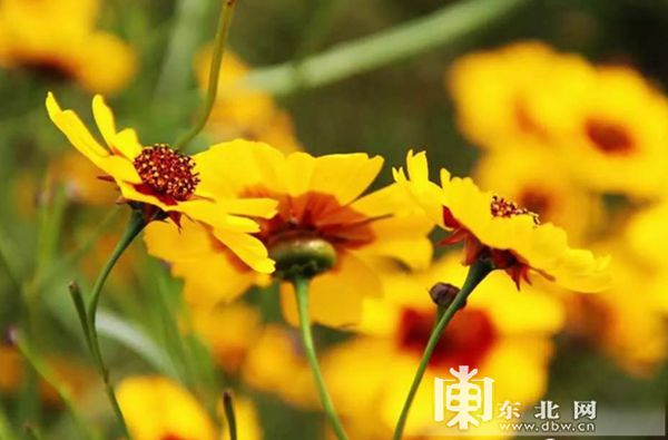 圖片默認標題_fororder_文化節.3