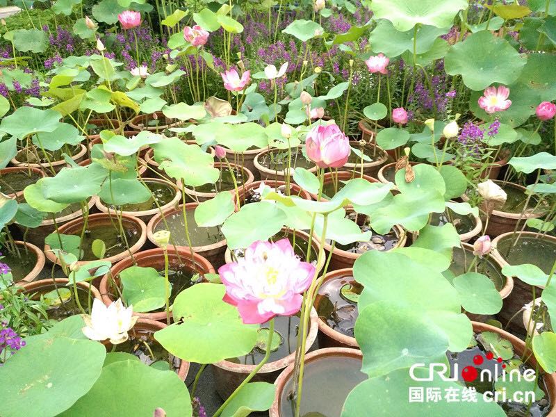 【唐已審】【原創】“水墨清蓮”美麗畫卷在南寧青秀山徐徐展開