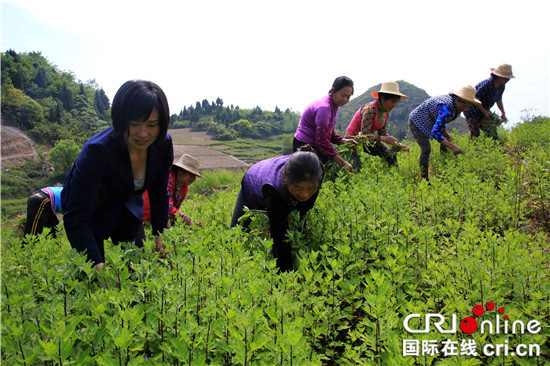 【社會民生】“花將軍”挂帥引種杭白菊 品質超過原産地