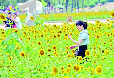 夏日花香滿江城