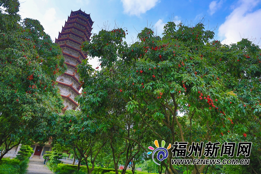 福州西禪寺：庭滿荔樹三百株 千年古剎荔枝香