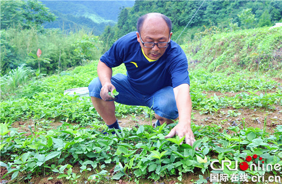【社會民生】重慶石柱返鄉創業者隆德：種植中藥材走上致富路