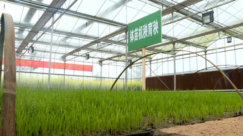【區縣群網 大足】大足：推廣缽苗育秧技術 降低補苗率提高産量