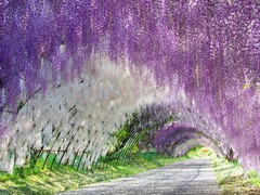 圖片默認標題