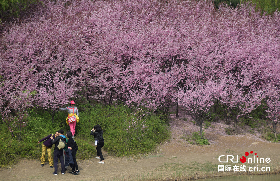 北京奧森公園春意濃 踏青賞花正當時(組圖)
