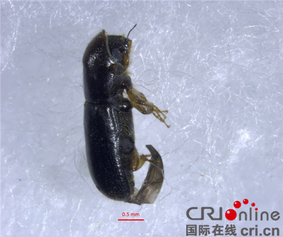 已過審【CRI專稿圖文】重慶口岸首次截獲危險性有害生物縫錘小蠹