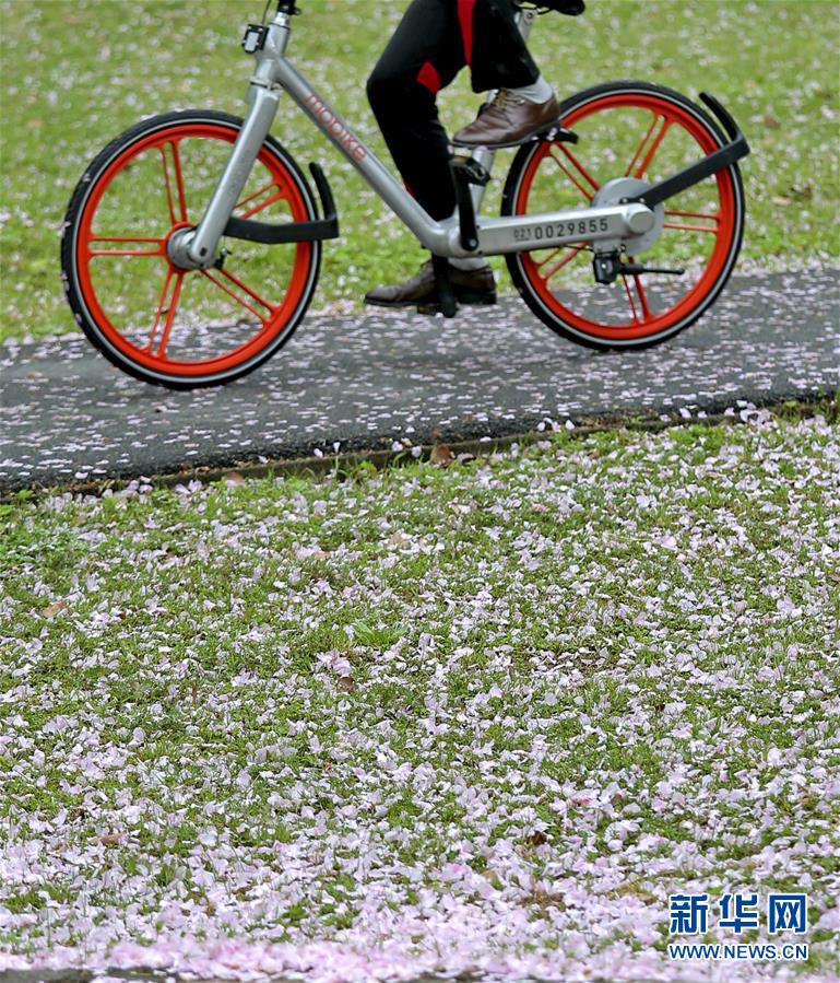 春雨過後 落英繽紛
