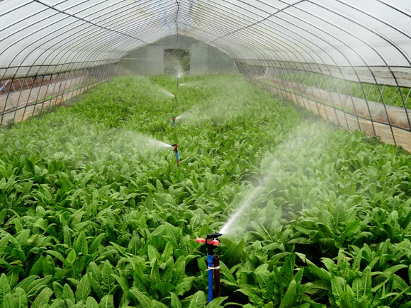 【區縣聯動】【銅梁區】銅梁：節水農業成為農業高産高效的“水保姆”【區縣聯動】銅梁：節水農業  高産高效的“水保姆”