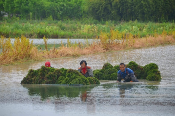 (縣域經濟)水草賣高價 南京高淳村民不種糧食改種"草" (縣域經濟)水草賣高價 南京高淳村民不種糧食改種"草"