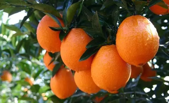 【食在重慶圖文】重慶區縣美食順口溜 誰編的? 有才!