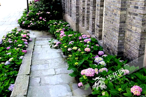 【渝北】來兩江影視城邂逅“花漾之戀” 遇見別樣繡球花海