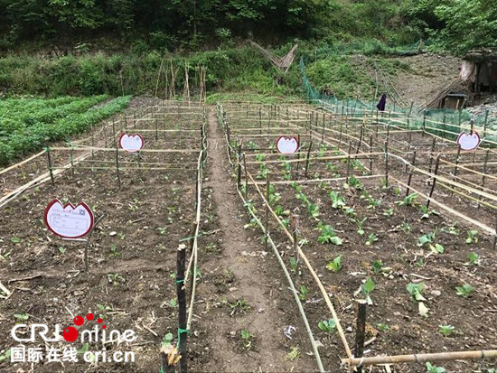 已過審【區縣聯動】【城口】城口縣打造實體版開心農場 養花“偷菜”任你玩【城口】城口縣打造實體版“開心農場”