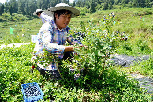 【綦江】綦江區扶歡鎮安育村藍莓基地27號開園 400畝藍莓等你來摘
