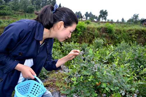 【綦江】綦江區扶歡鎮安育村藍莓基地27號開園 400畝藍莓等你來摘