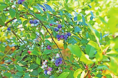 【區縣聯動】【渝北】重慶渝北：茨竹自力村400畝高山藍莓成熟了【區縣聯動】渝北茨竹自力村400畝高山藍莓成熟了