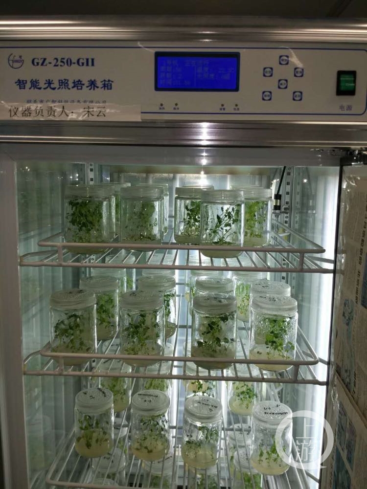 【科教圖文】重慶大學將在月球表面種土豆養蠶