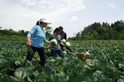 【黔江】黔江：種植生態蔬菜 撐起脫貧“藍天”