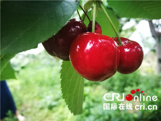 圖片默認標題_fororder_--172.100.100.3-temp-9500041-1-9500041_1_1_f3995e98-4a31-40b9-bcfe-ac356e68d5f6