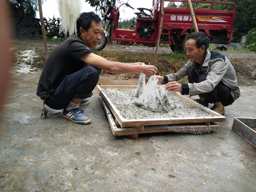 【區縣聯動】【黔江】黔江杉嶺鄉三措施紮實做好夏蠶飼養工作
