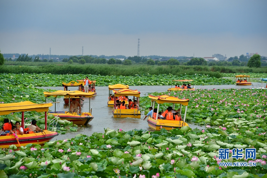 【輪播圖】夏日賞荷