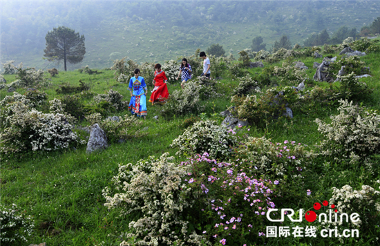 已過審【行遊巴渝標題摘要】石柱縣千野草場八月迎來搖滾秀