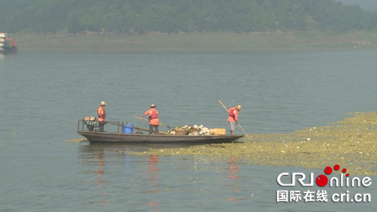 已過審【區縣聯動】【石柱】農業環保頭號天敵水白菜現于石柱水域