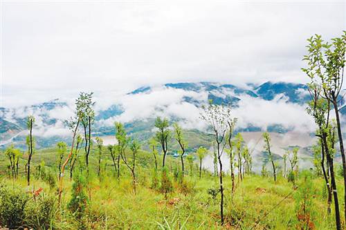 【區縣聯動】【巫山】向生態要效益 巫山“三招”守住綠水青山